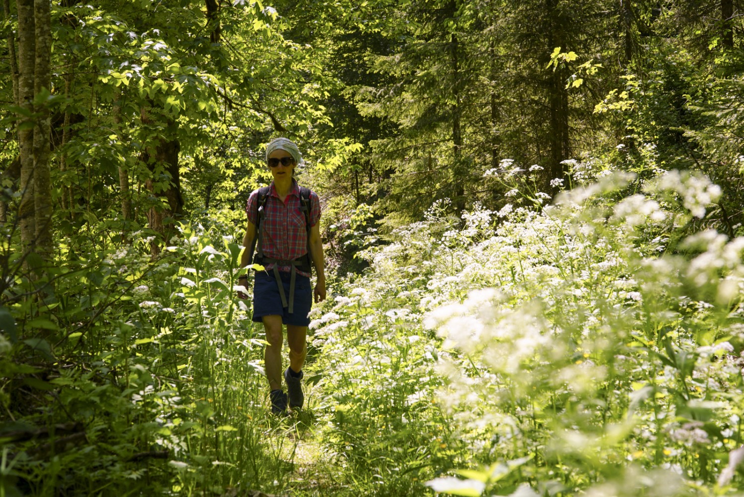 Prairies luxuriantes et faune riche d’une clairière. Photo: Mia Hofmann