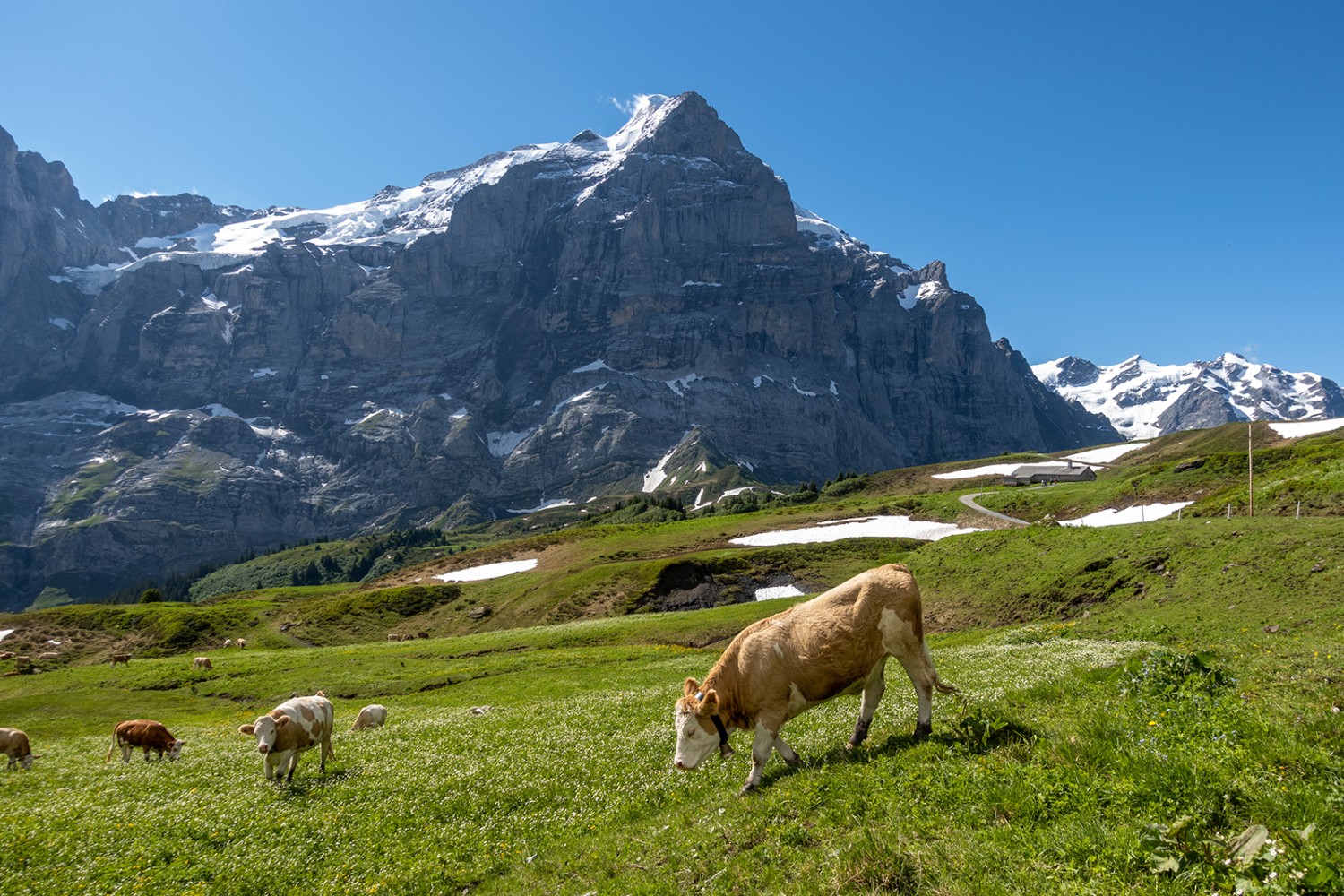 Sur l’Alp Scheidegg, le lieu-dit Oberläger avec vue sur le Wetterhorn.