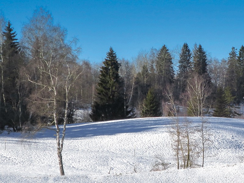 Birkenwäldchen und Nadelbäume prägen das Gesicht des Zugerbergs. Bild: Andreas Staeger