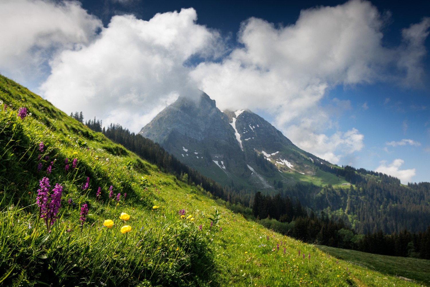 Le Moléson est la star incontestée de la région. Pour se démarquer, la flore doit exploser de couleurs. Photo: Severin Nowacki