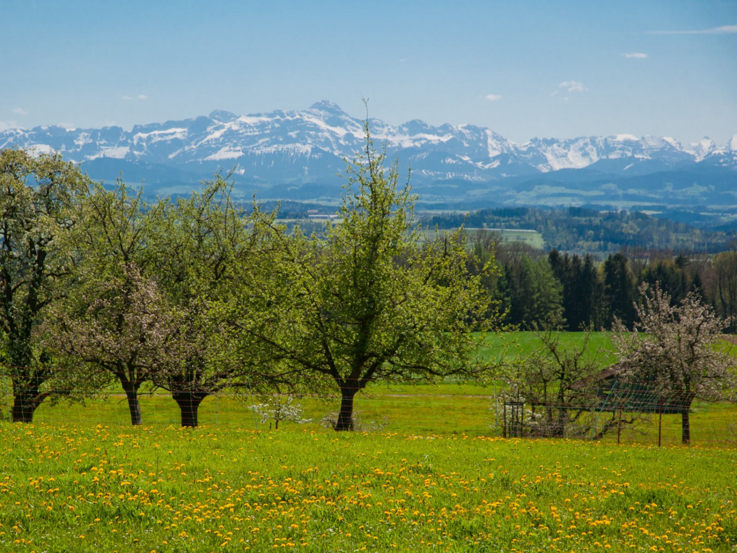 Tolle Fernsicht in die noch winterlich eingepackten Alpen. Bild: Heinz Staffelbach