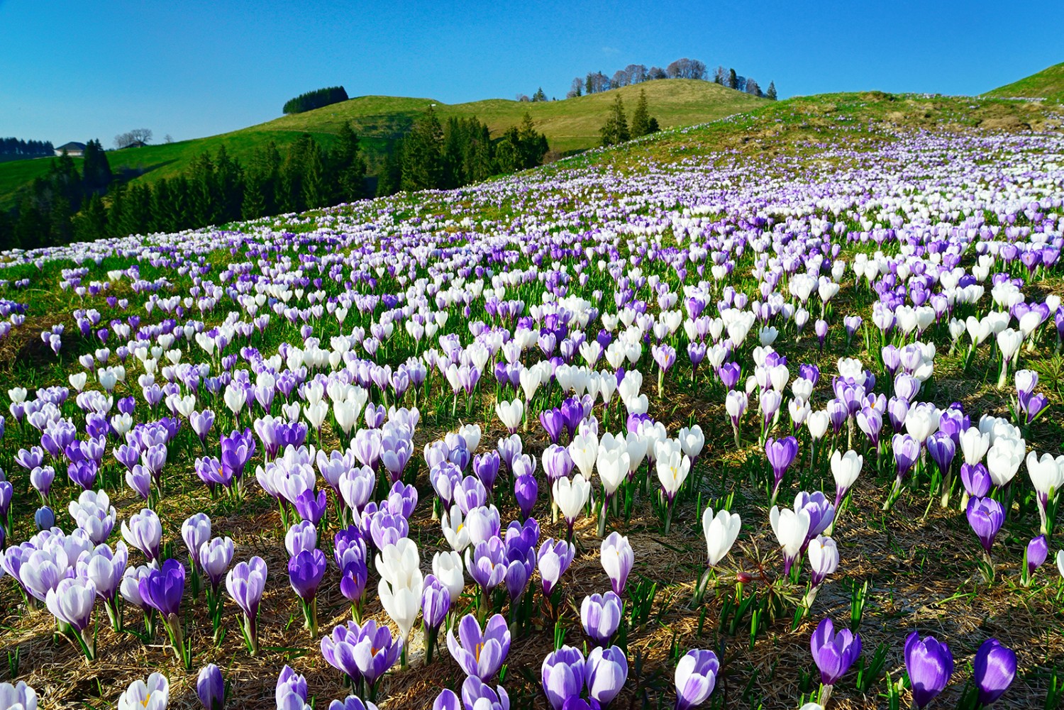 Une mer de crocus au Rämisgummehoger.Photos: natur-welten.ch