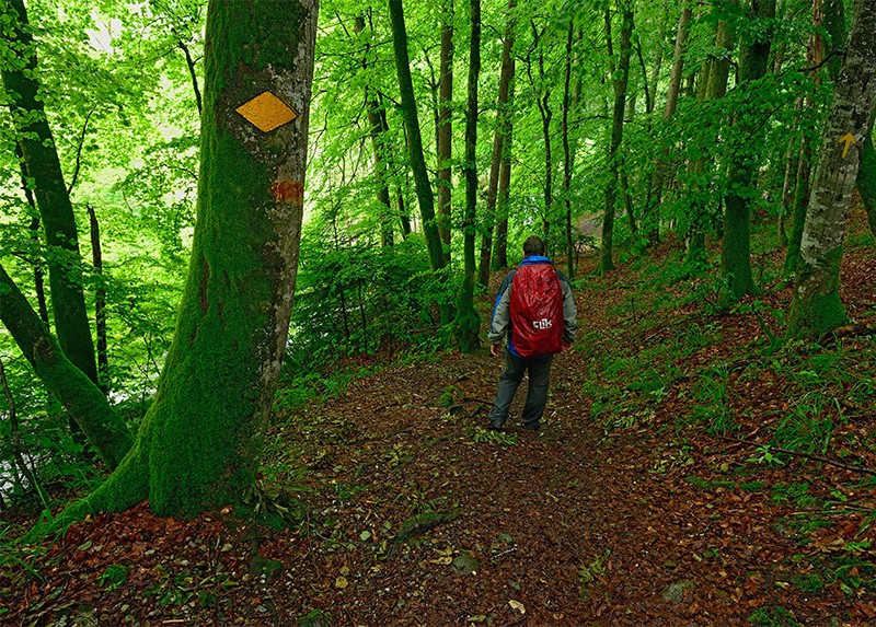 Bei Regenwetter schützt der Frühlingswald den Wanderer.