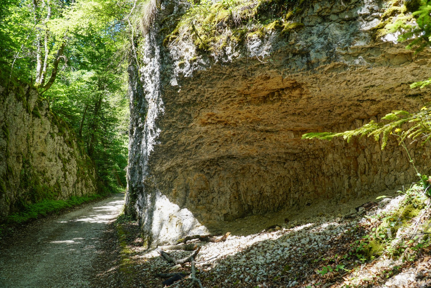 Hohle Gasse: Kurz nach Courchavon steigt der Weg durch den Wald an. Bild: Mia Hofmann