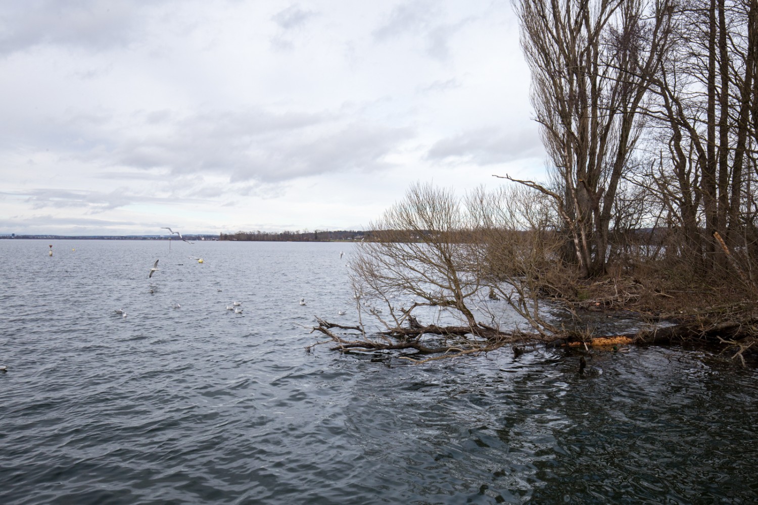 Zudem sind beim Aaspitz auf dem Wasser viele Enten zu beobachten. Bild: Daniel Fleuti