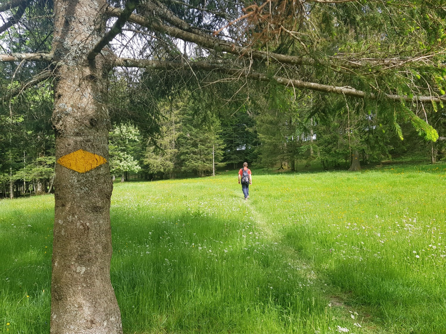 Typisch Jura, Wiesen und lichte Wälder.