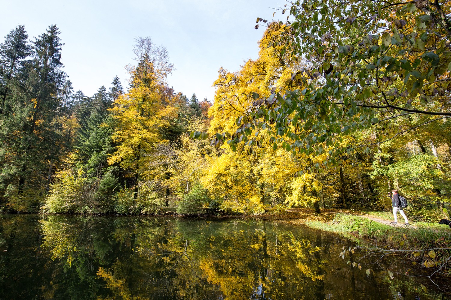 Peu avant Elgg, le chemin mène au Farenbachtobel sauvage et romantique.