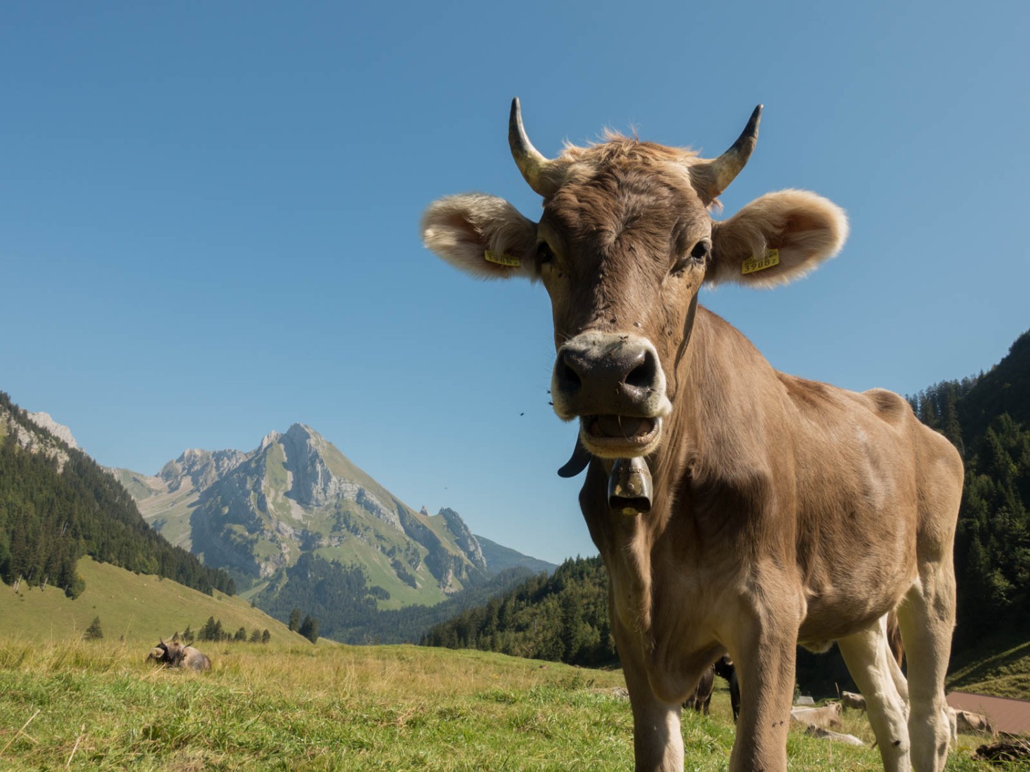 Kühe trifft man am Gräppelensee auch an. Bild: Randy Schmieder