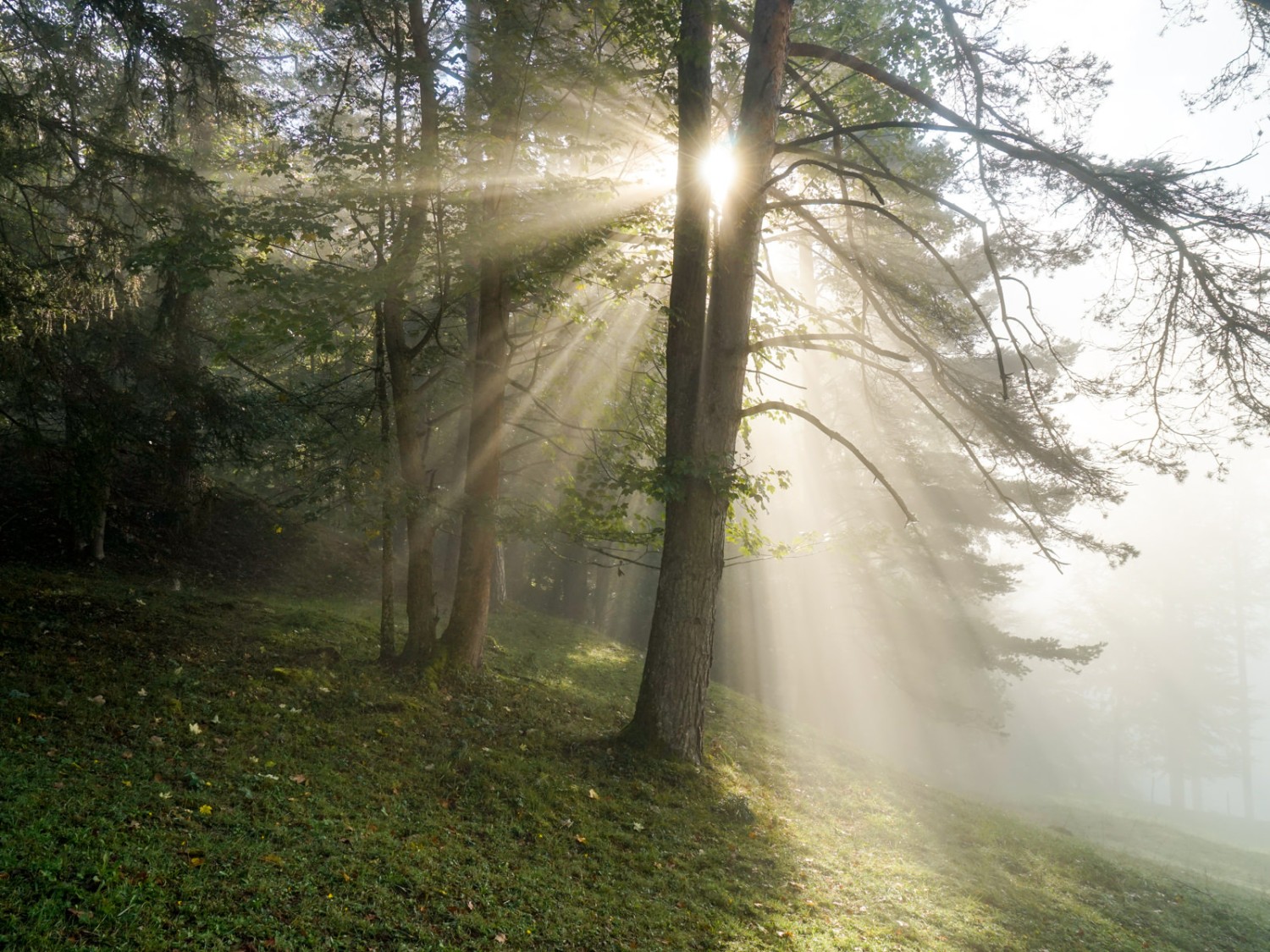 Au-dessus de Corcelles, les rayons du soleil percent lentement le brouillard. Photos: Fredy Joss