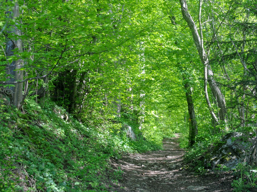 Frühlingsgefühle im schattigen Wald.