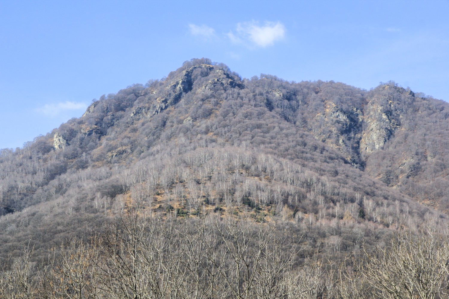 La châtaigneraie de Mugena ressemble à une clairière dans l’épaisse forêt de hêtres. Photo: Elsbeth Flüeler