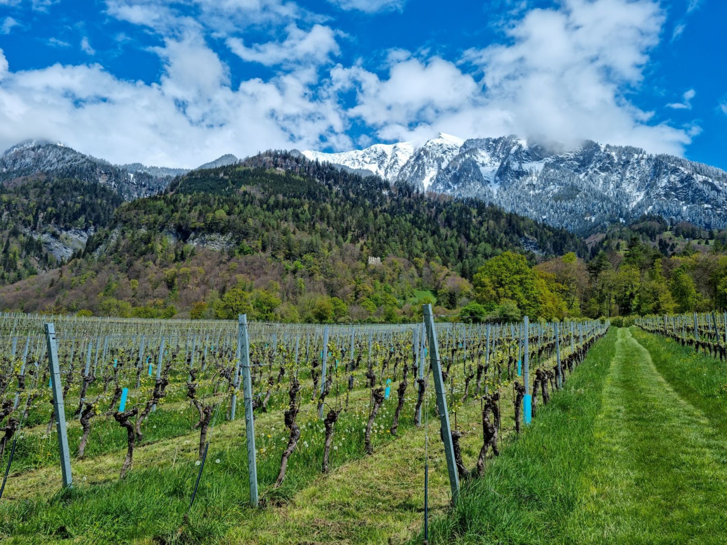 Erblühende Weinreben und hellgrüne Laubbäume vor schneeweissen Berghängen – ein wunderbares Farbenspiel.