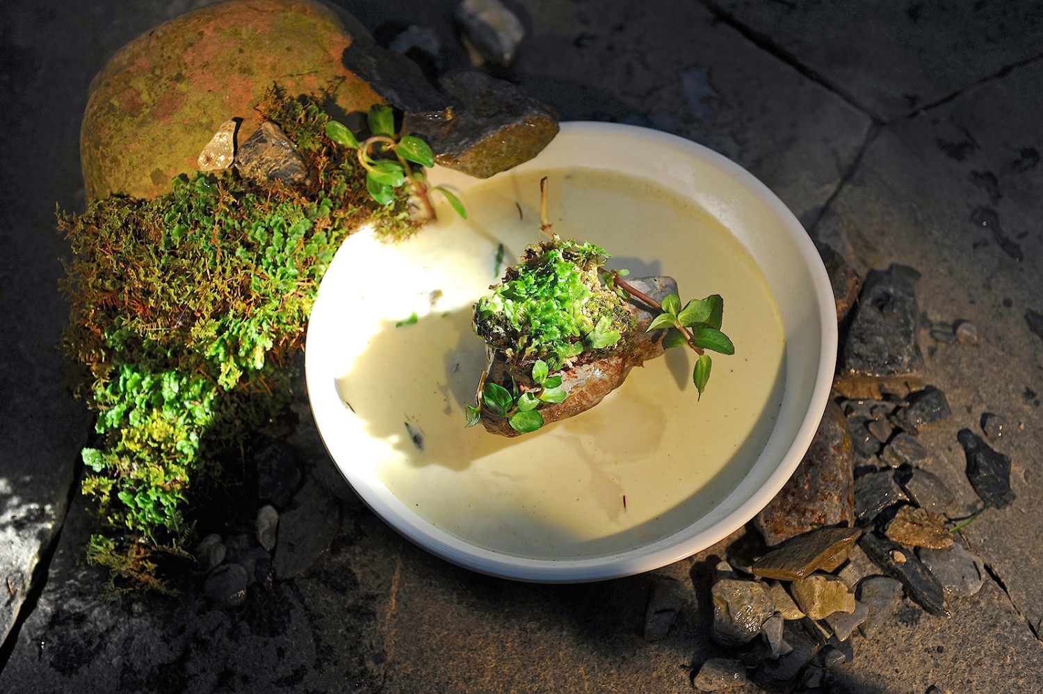 Die Steinsuppe sieht köstlich aus.