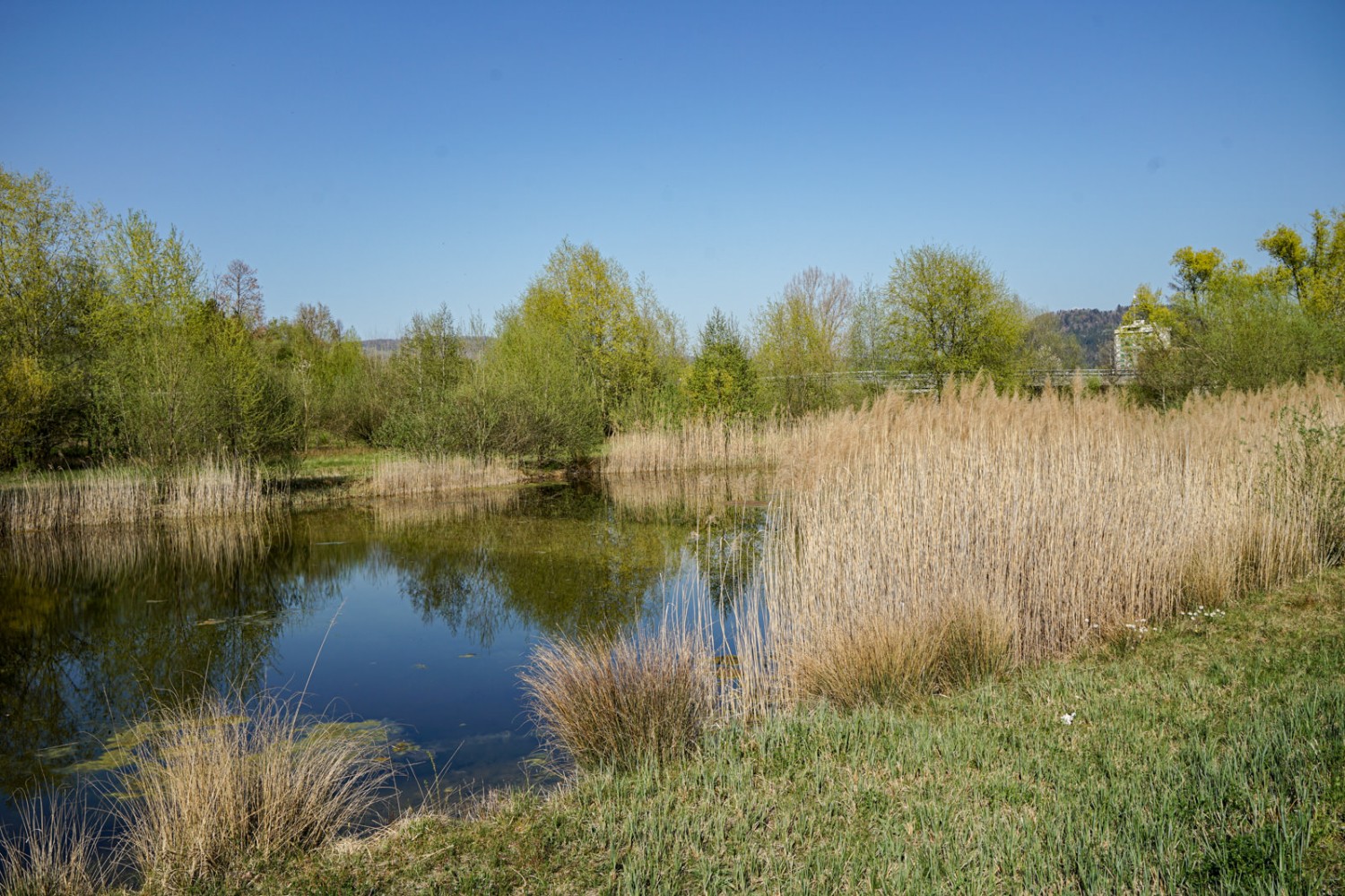 Biotop am Lorzenwanderweg, der 2020 mit dem Prix Rando ausgezeichnet worden ist. Bild: Reto Wissmann