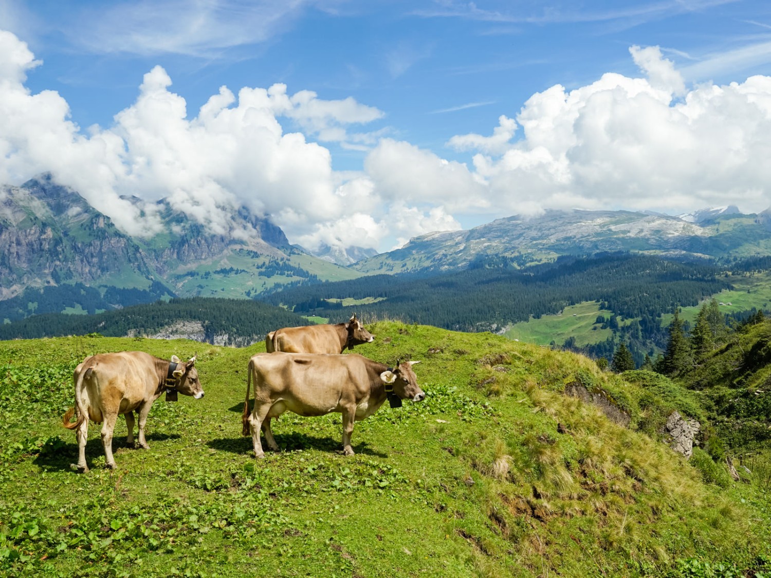 Des vaches devant l’alpage Dräckloch, et le massif de Silberen, au centre de l’image. Photo: Fredy Joss