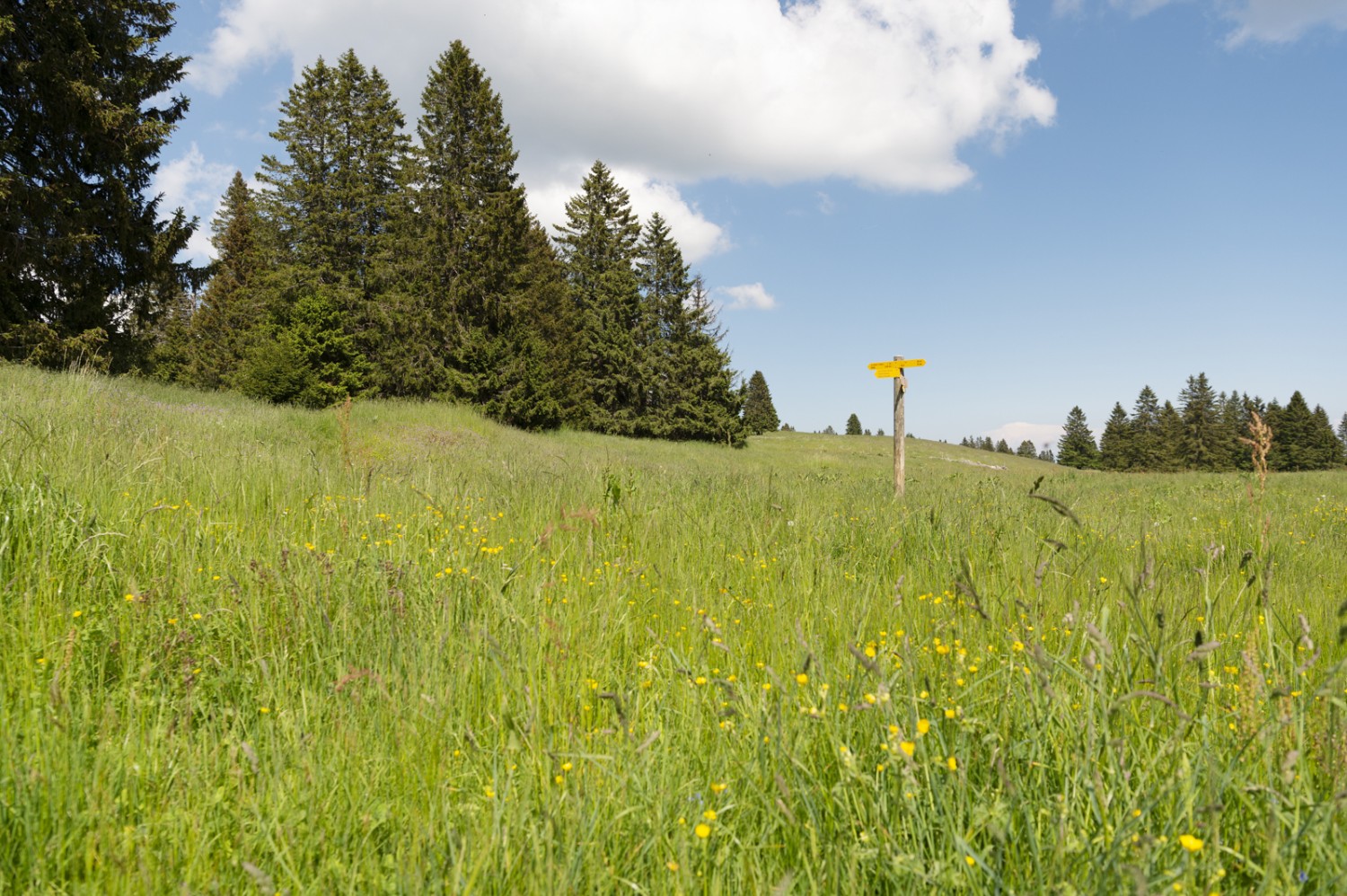 Entre Les Cernets Dessus et Le Chasseron, le paysage se fait vert tendre et printanier. Photo: Raja Läubli