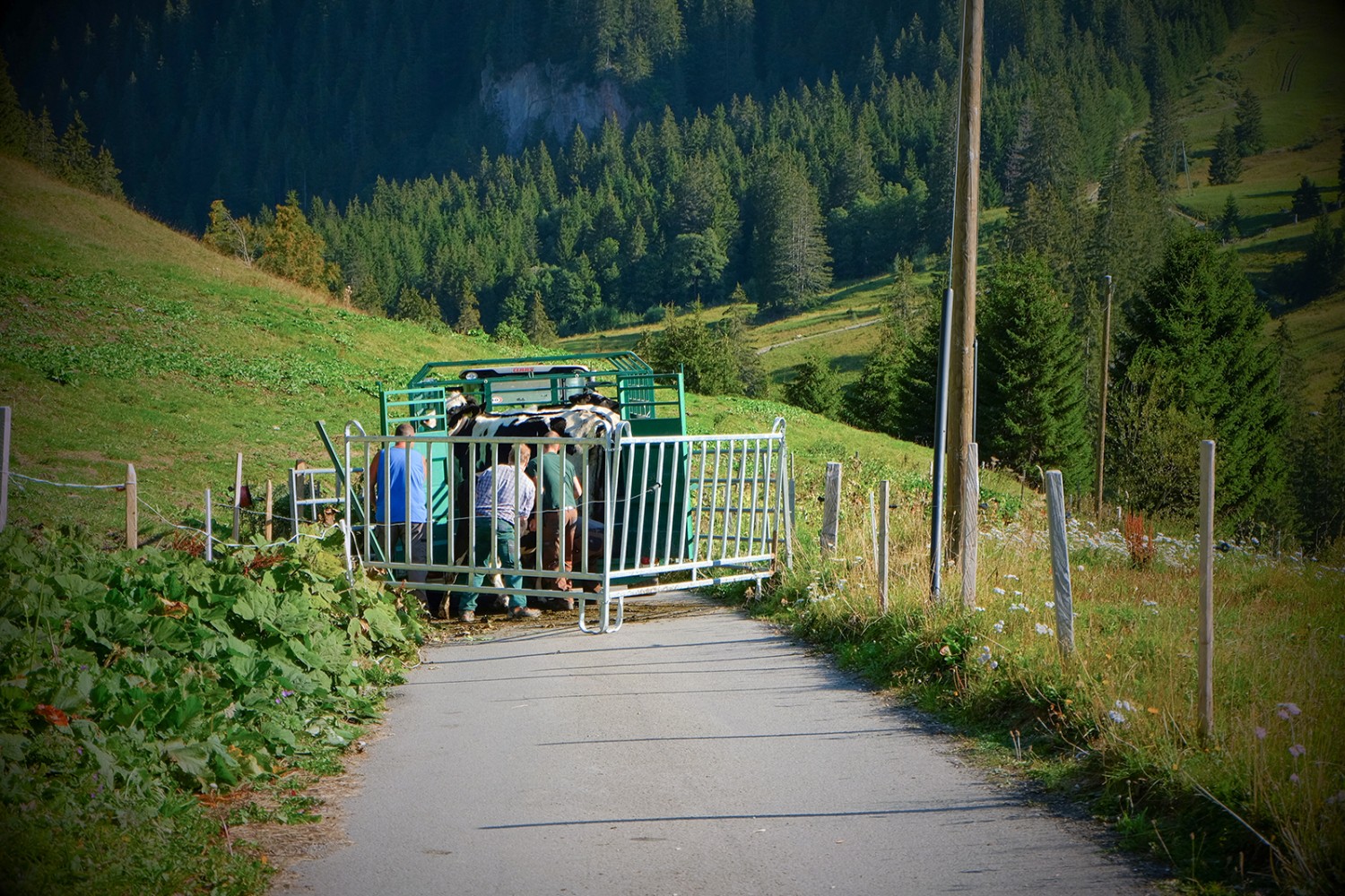 Des paysans gruyériens font monter les bêtes dans la remorque au Petit Mont.