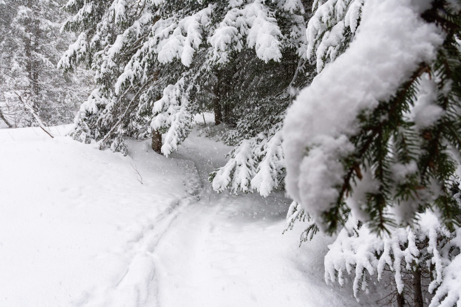 Les branches ploient sous le poids de la neige. Photo: Franz Ulrich