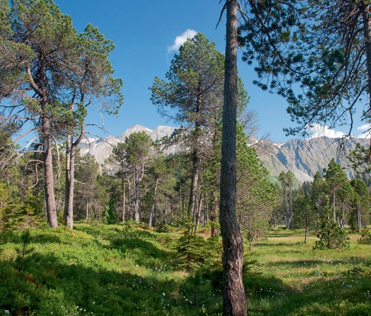 Bergföhren im Hochmoor am Fuss des Brienzer Rothorns.