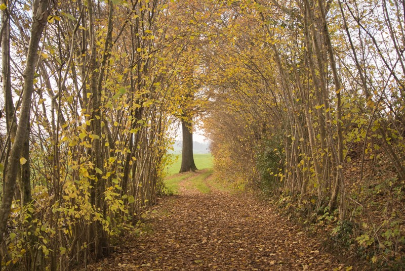 Die Büsche stehen schön Spalier. Bild: Vera In-Albon