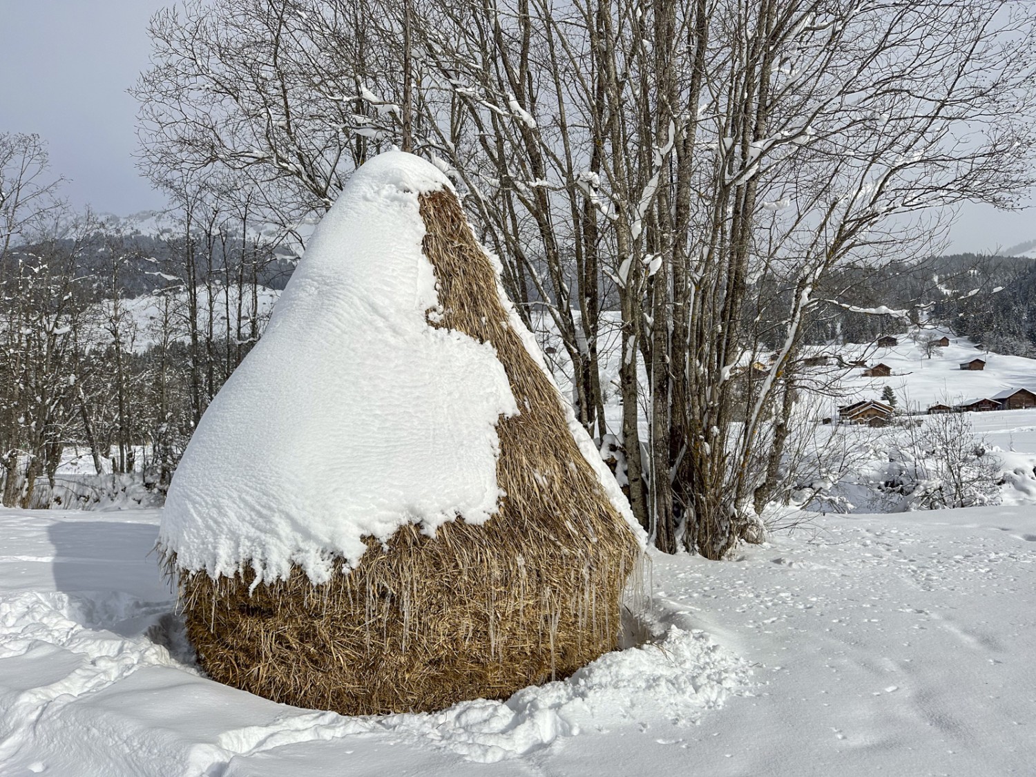 Les meules de foin coniques, appelées Tristen, protègent le foin de l’humidité et de la pourriture. Photo: Thomas Gloor