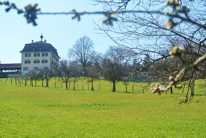 Trutzig steht das Schloss Wolfsberg über dem Untersee. Eine lauschige Zwetschgenbaumallee führt hinauf. Bilder: Rémy Kappeler