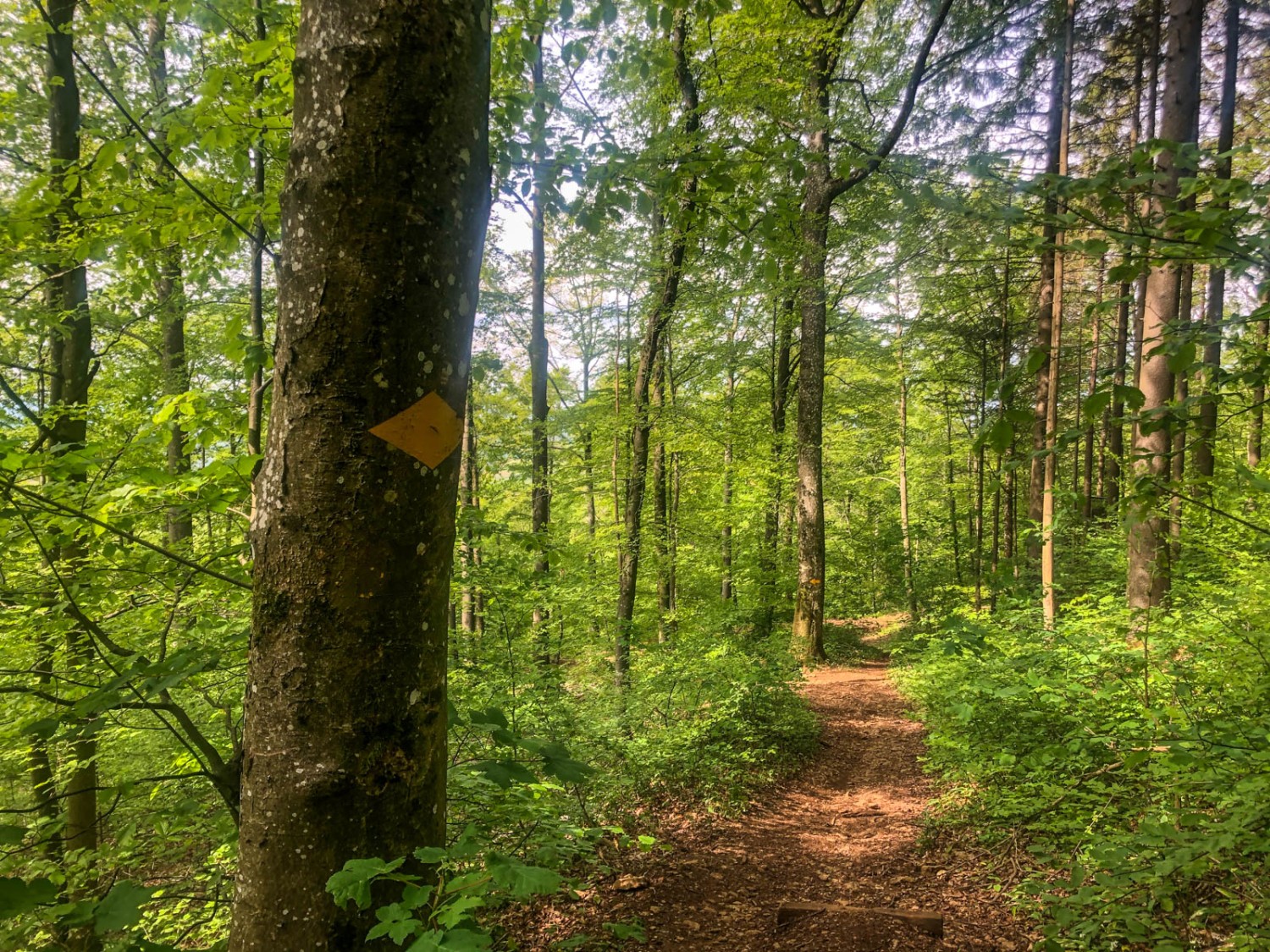 À travers la forêt printanière en direction de Linn. Photo: Vera In-Albon