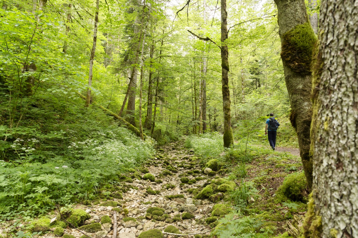 Au début de l’itinéraire, on longe le ruisseau du Breuil asséché. Photo: Raja Läubli