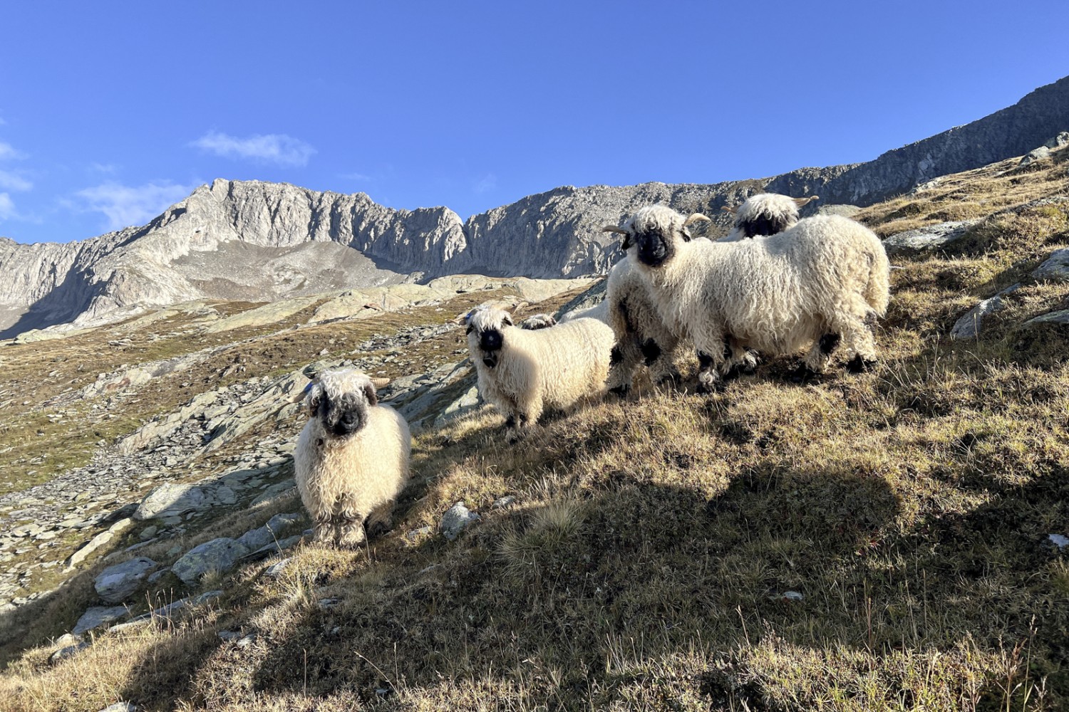 Tierische Begegnung unterwegs zum Gipfel: Schwarznasenschafe. Bild: Pascal Bourquin