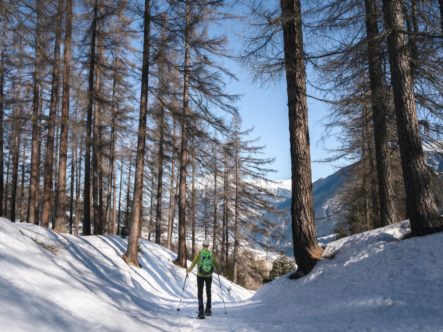 Peu après Cresta da Lai, le chemin traverse un petit bois en redescendant vers Parsonz. Photo: Jon Guler