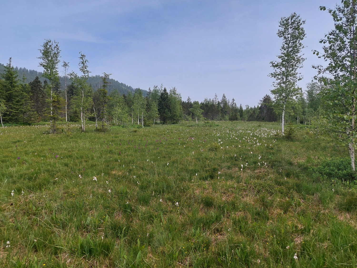 Le paysage marécageux de Rotmoos abrite une grande diversité de plantes et d’insectes. Photo: Tatjana Häuselmann