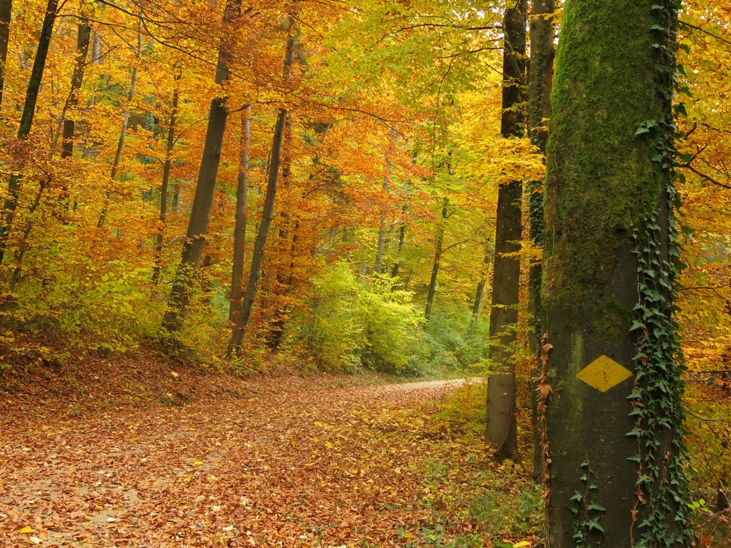 C'est bien l'automne! Photo: Marina Bolzli