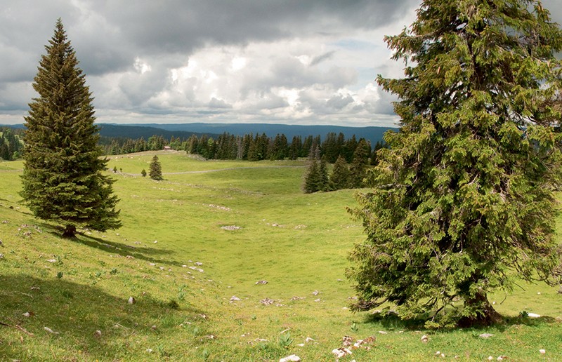 Vaste étendue et calme des pâturages boisés de Marchairuz. Photo: Heinz Staffelbach