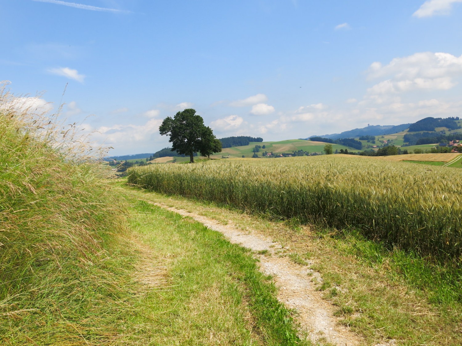 Auf einem Feldweg geht es in Richtung Klus. Foto: Marina Bolzli