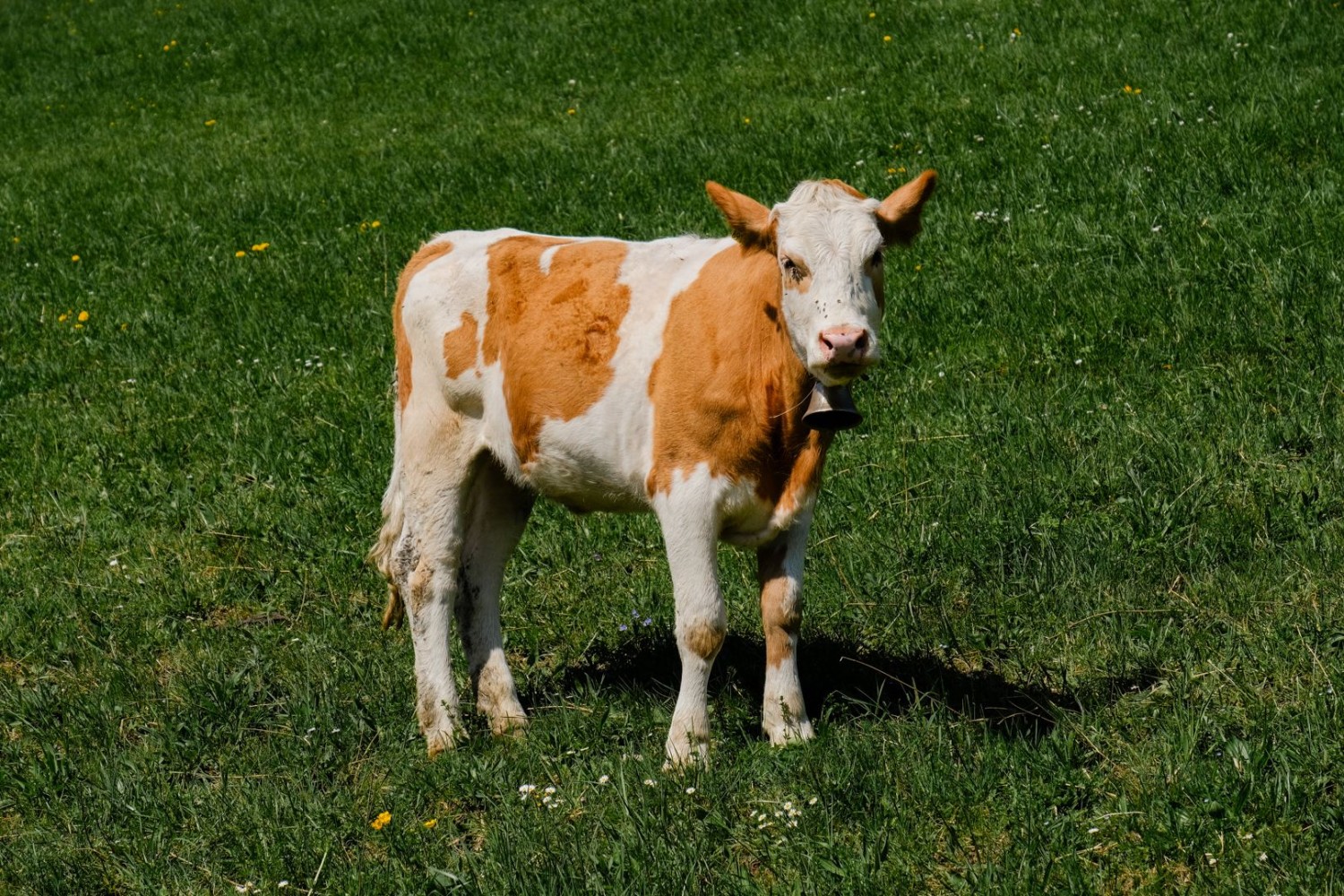 Le long du parcours, les vaches sont certainement plus nombreuses que les êtres humains.