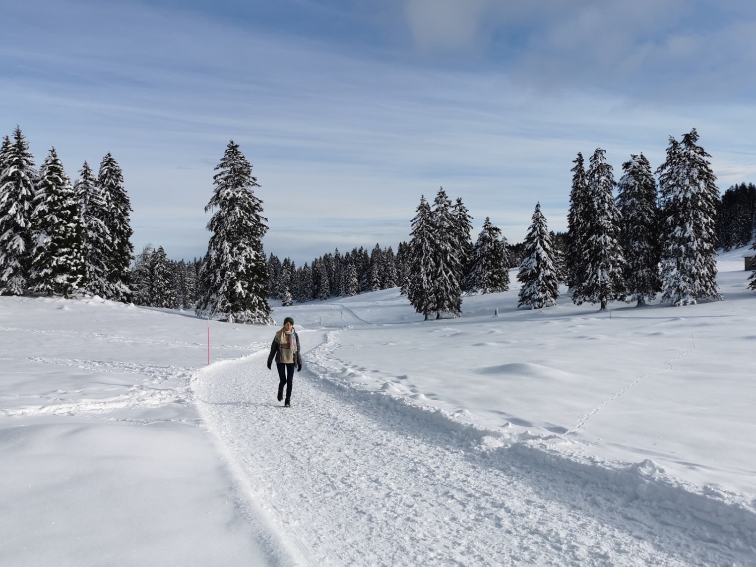 Mächtige Tannen und verschneite Weiden zwischen La Genolière und Le Vermeilley. Bild: Andreas Staeger