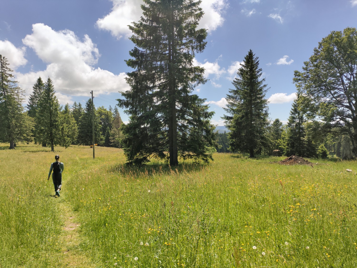 Tipico del Giura: camminare per ampi pascoli aperti nel rado bosco di abeti. Foto: Michael Dubach