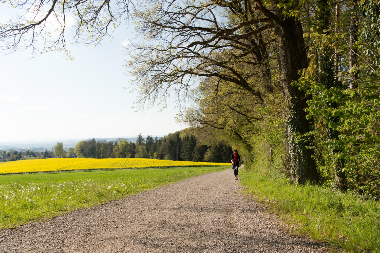 Lisière de forêt à Waldegg. Photo: Raja Läubli