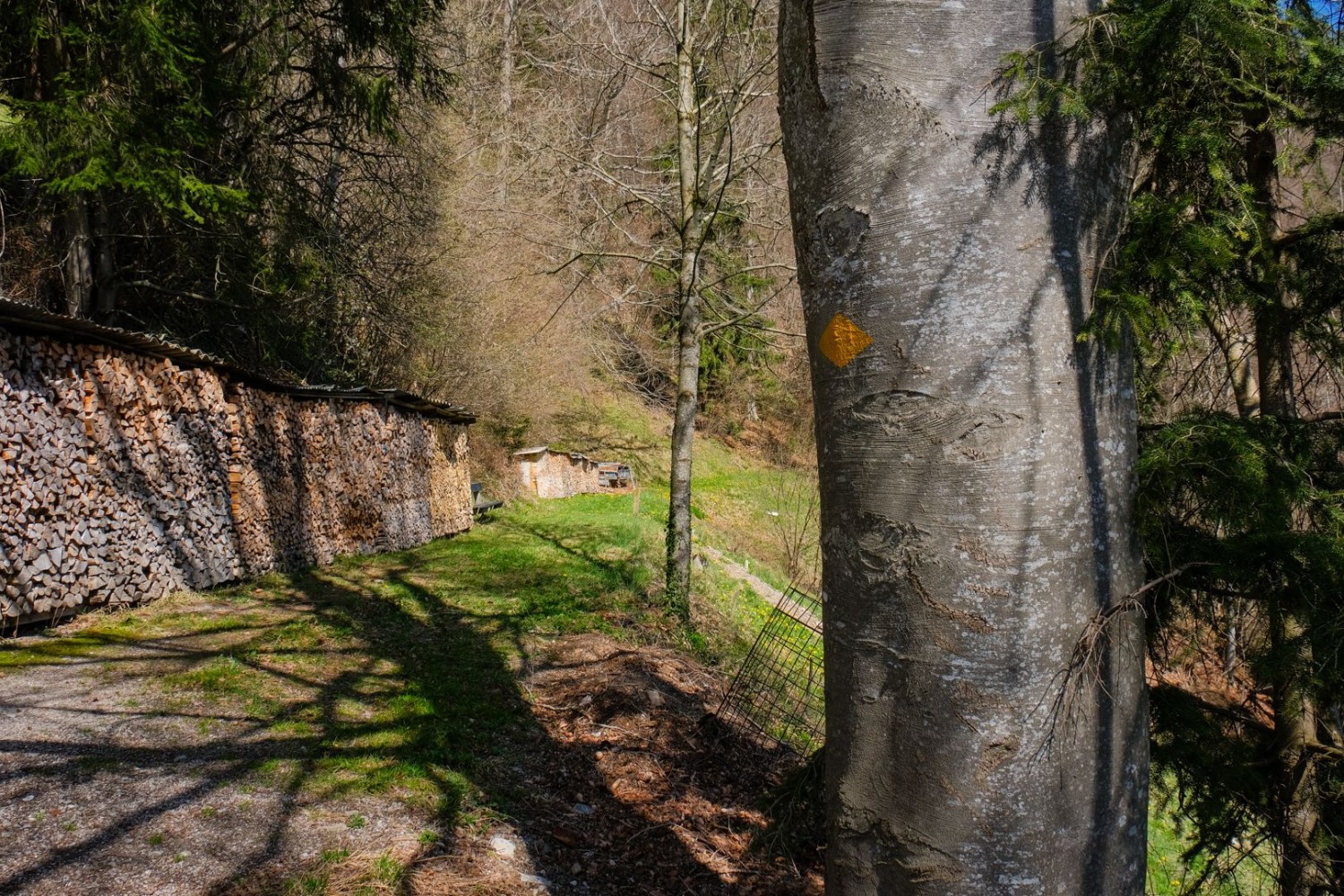 Alternance de passages dans la forêt et par des prairies