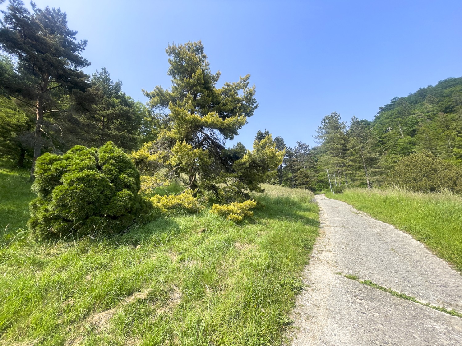 Plus de 3000 espèces d’arbres et d’arbustes du monde entier se sont acclimatées dans la région. Photo: Vera In-Albon