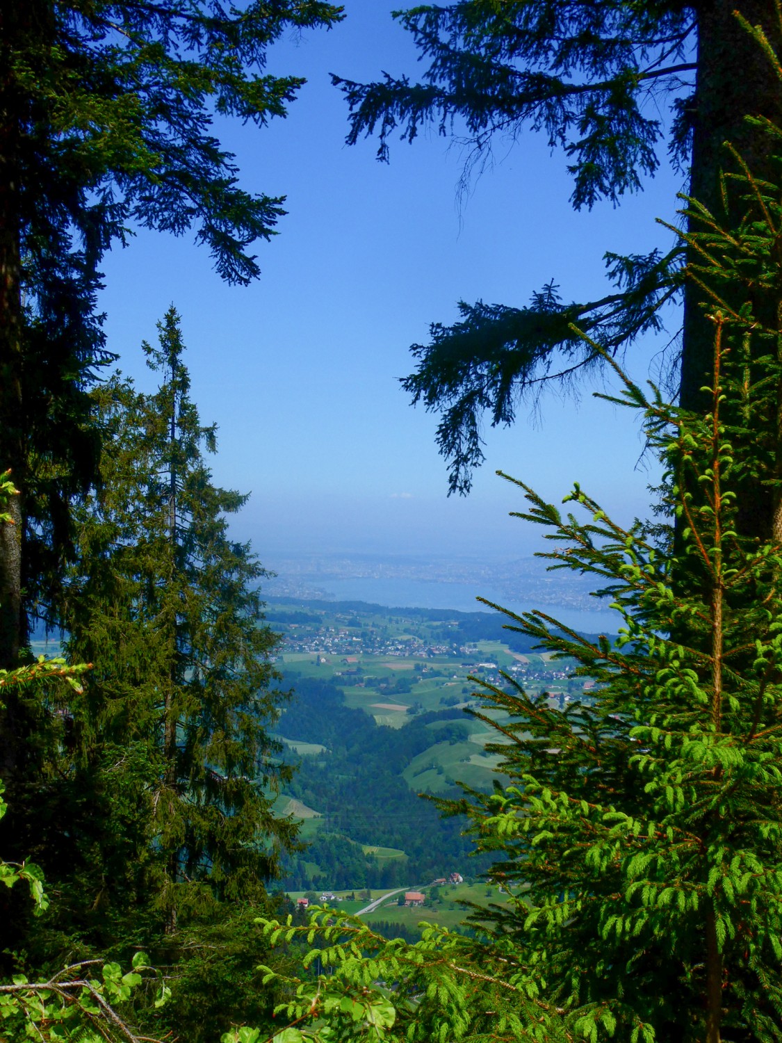 Gratweg mit rarer Aussicht auf den Zürichsee. Bild: Rémy Kappeler