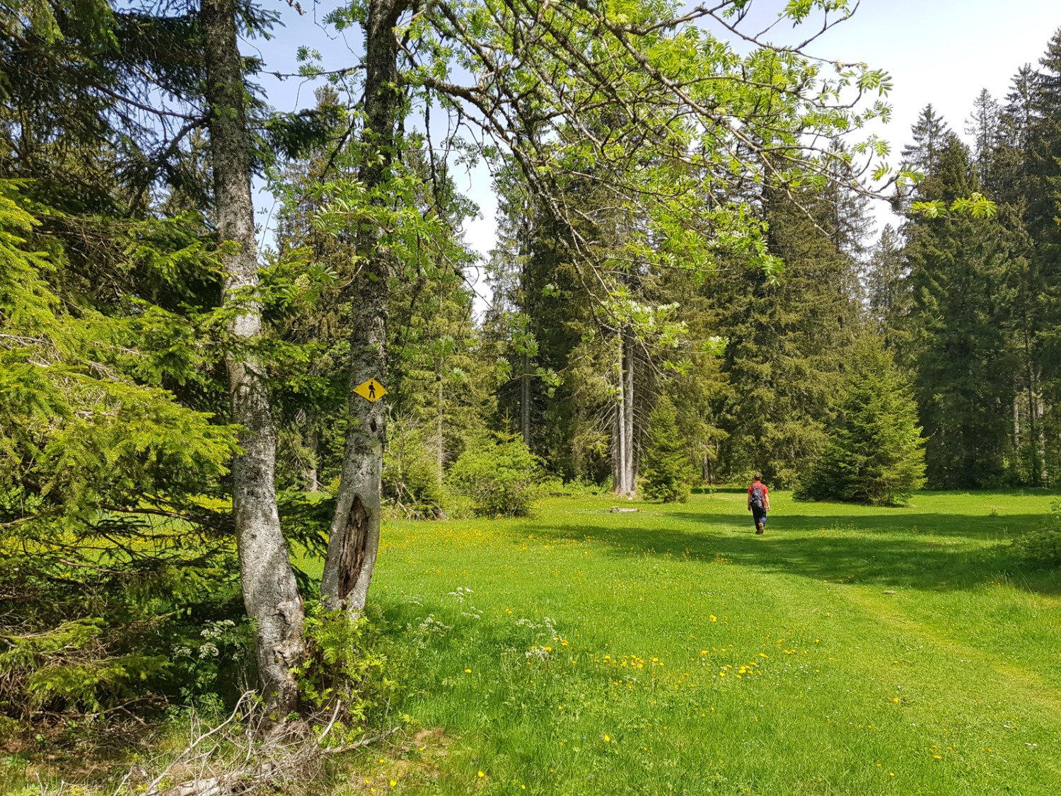 Typisch Jura, Wiesen und lichte Wälder.