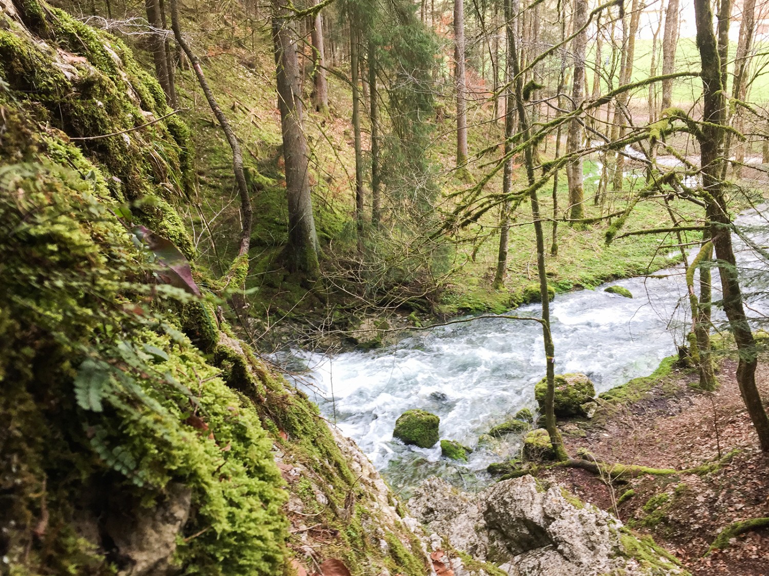 Le vert tendre de la mousse et des fougères illumine la forêt.