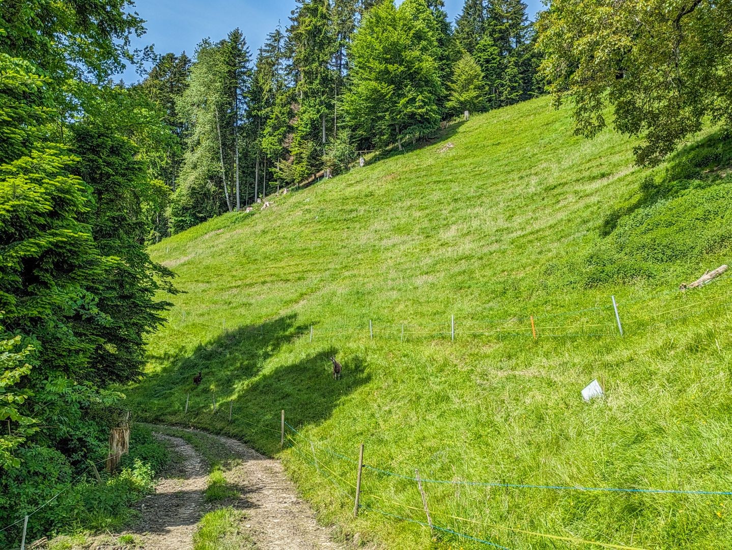 Die Farbe Grün ist auf dieser Wanderung omnipräsent.