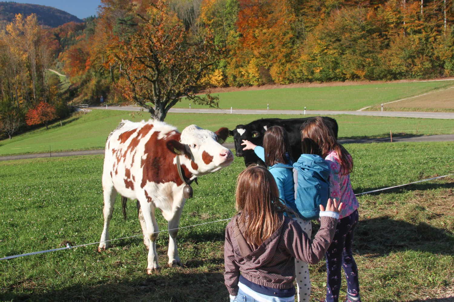 Un accueil chaleureux au début de la randonnée. Des marcheuses et des vaches curieuses. Photo: Ulrike Marx