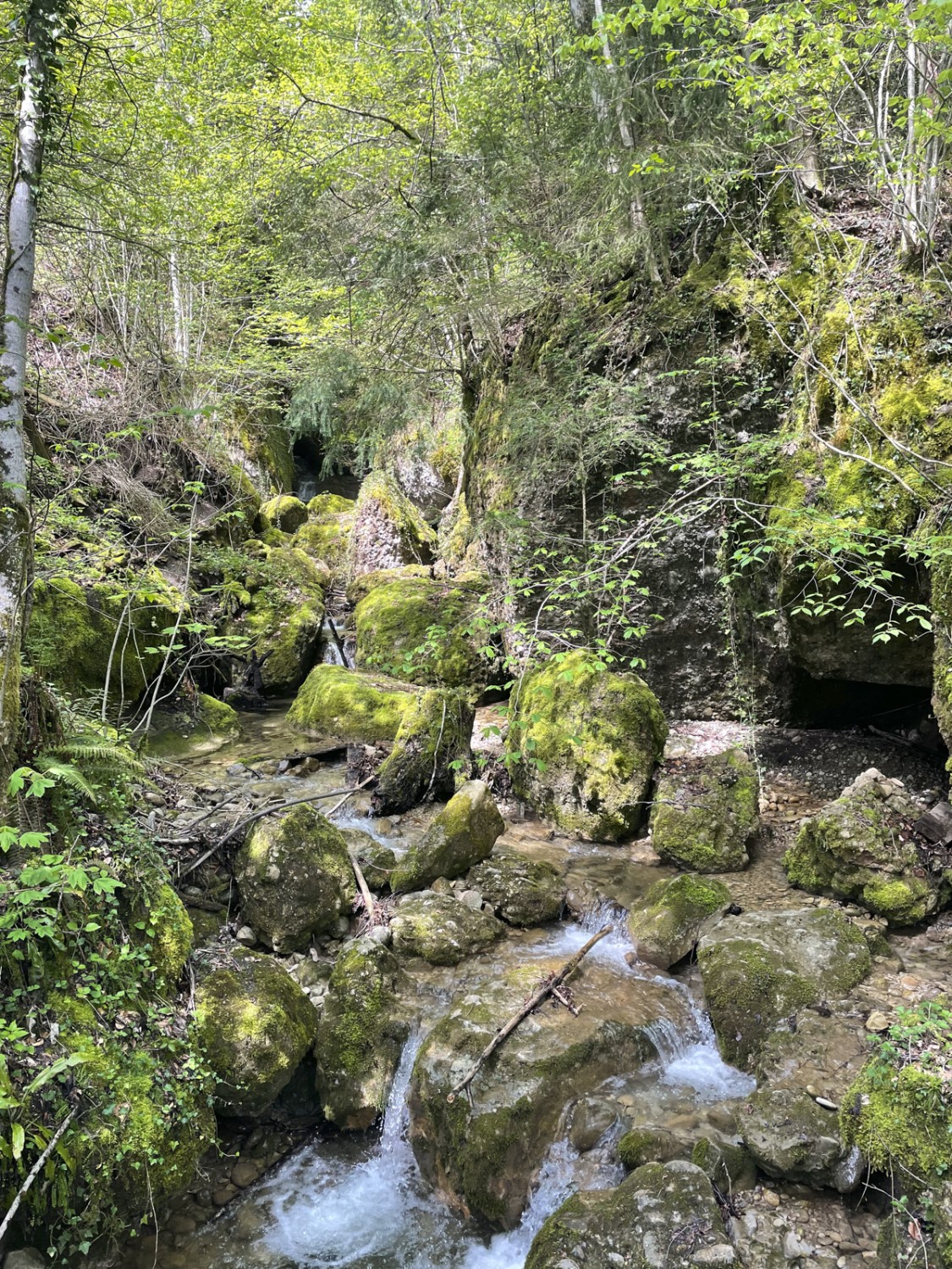 Passage ombragé dans la forêt peu avant Langwilen. Photo: Rémy Kappeler