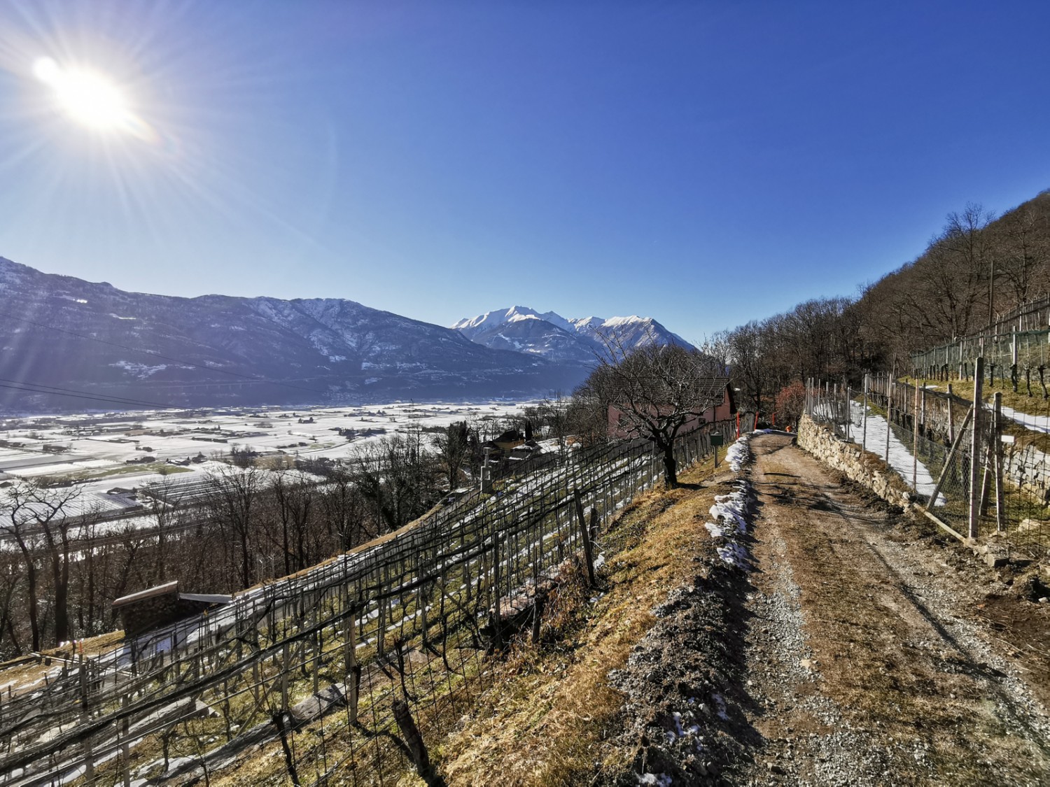 Lange Reihen von Rebstöcken säumen den Weg unterhalb von Piancalardo. Bild: Andreas Staeger