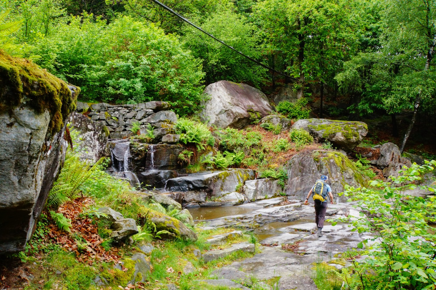 Der Regen verwandelt den Wald in ein sattes Grün.