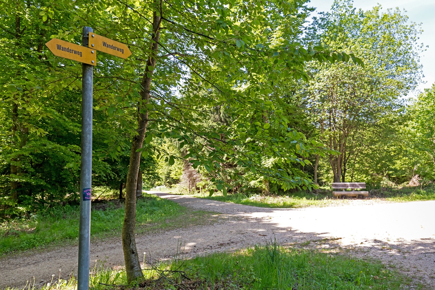 En chemin dans la forêt du Galm, direction le sentier découverte de Galmeline. Photos: Daniel Fleuti