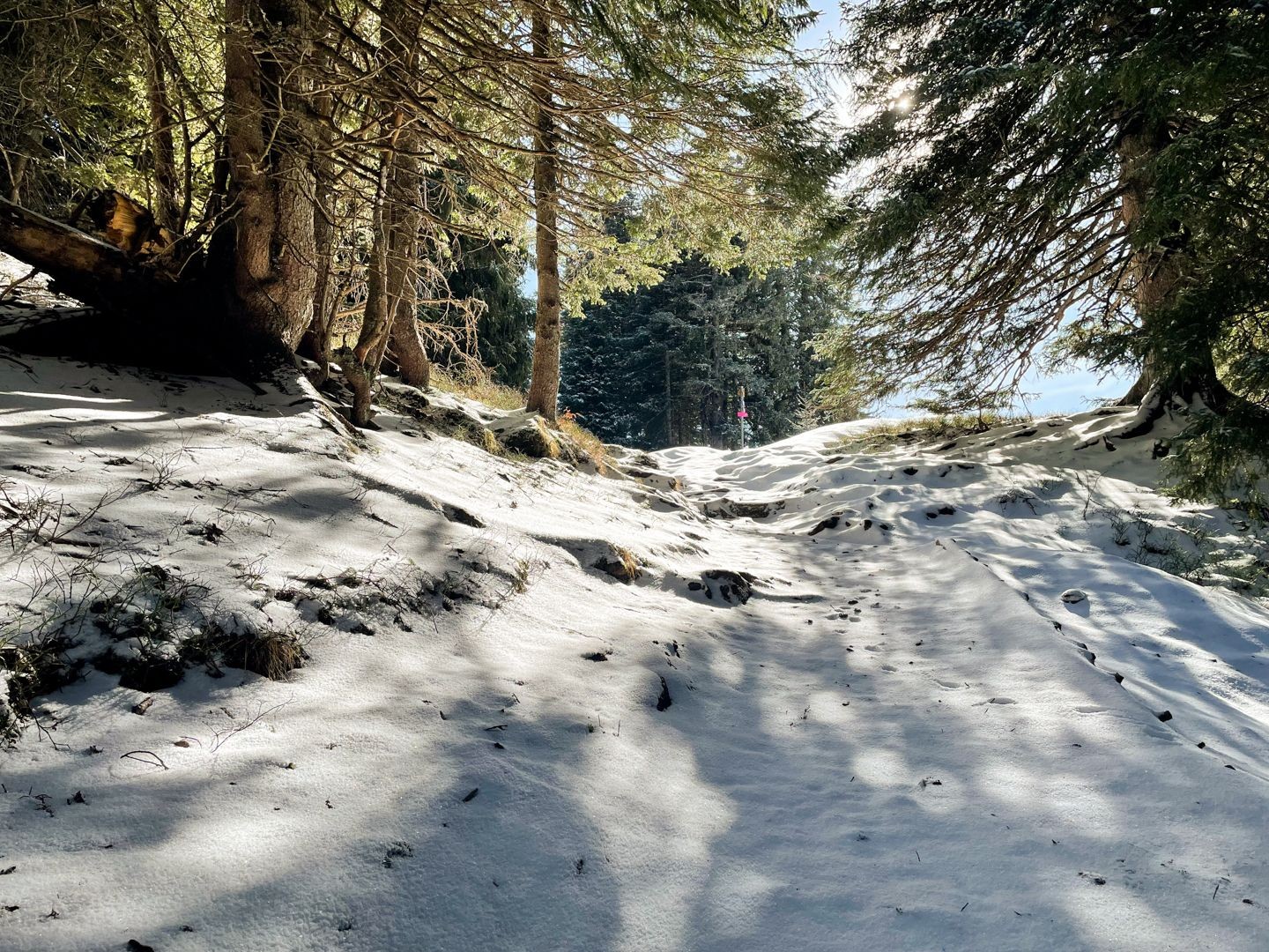 Waldpartie kurz vor der Alphütte Gummen.